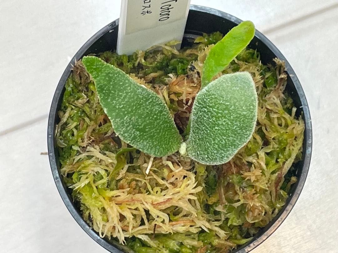 willinckii totoro トトロ spore ymds dwarf