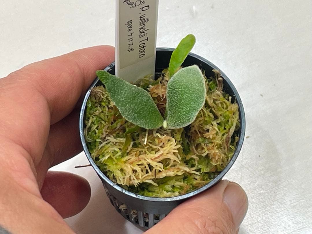 willinckii totoro トトロ spore ymds dwarf