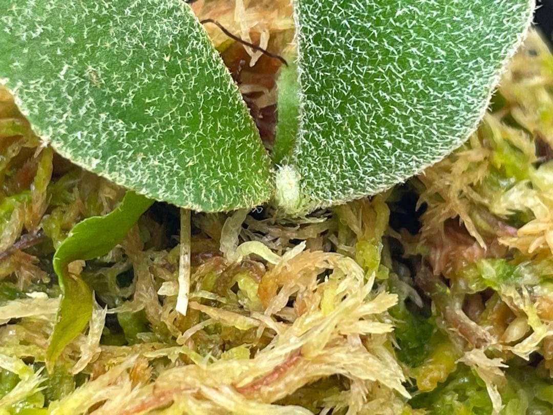 willinckii totoro トトロ spore ymds dwarf