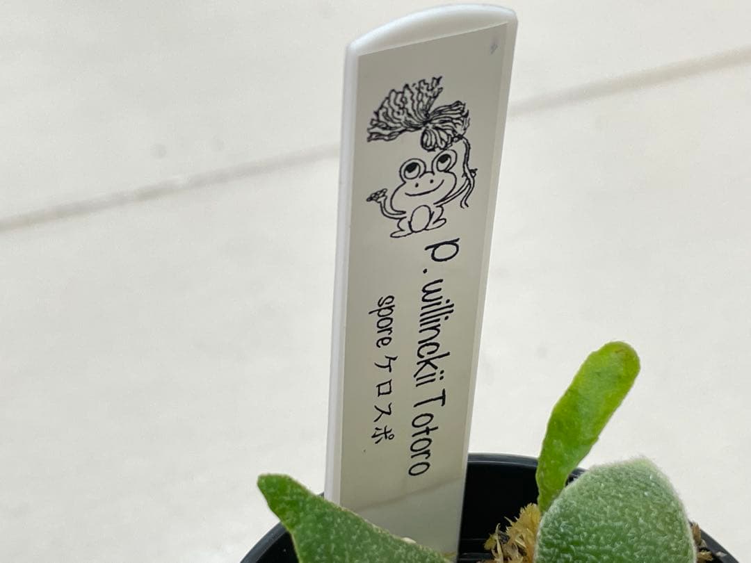 willinckii totoro トトロ spore ymds dwarf