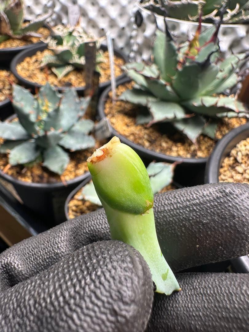 【発根株】アガベ　ハイブリッド　lize産　特白個体　甲蟹×屈原