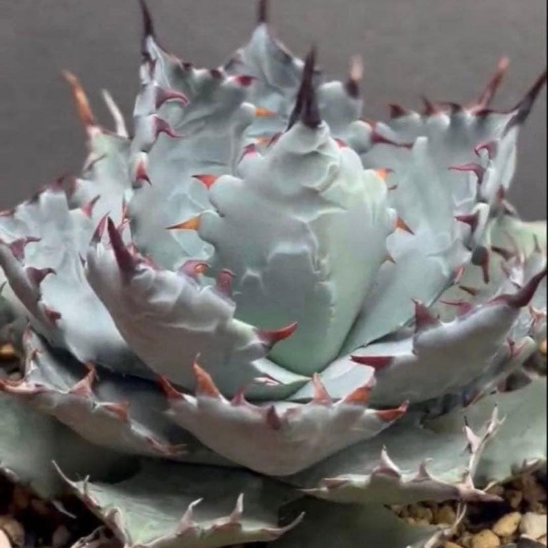 【発根株】アガベ　ハイブリッド　lize産　特白個体　甲蟹×屈原