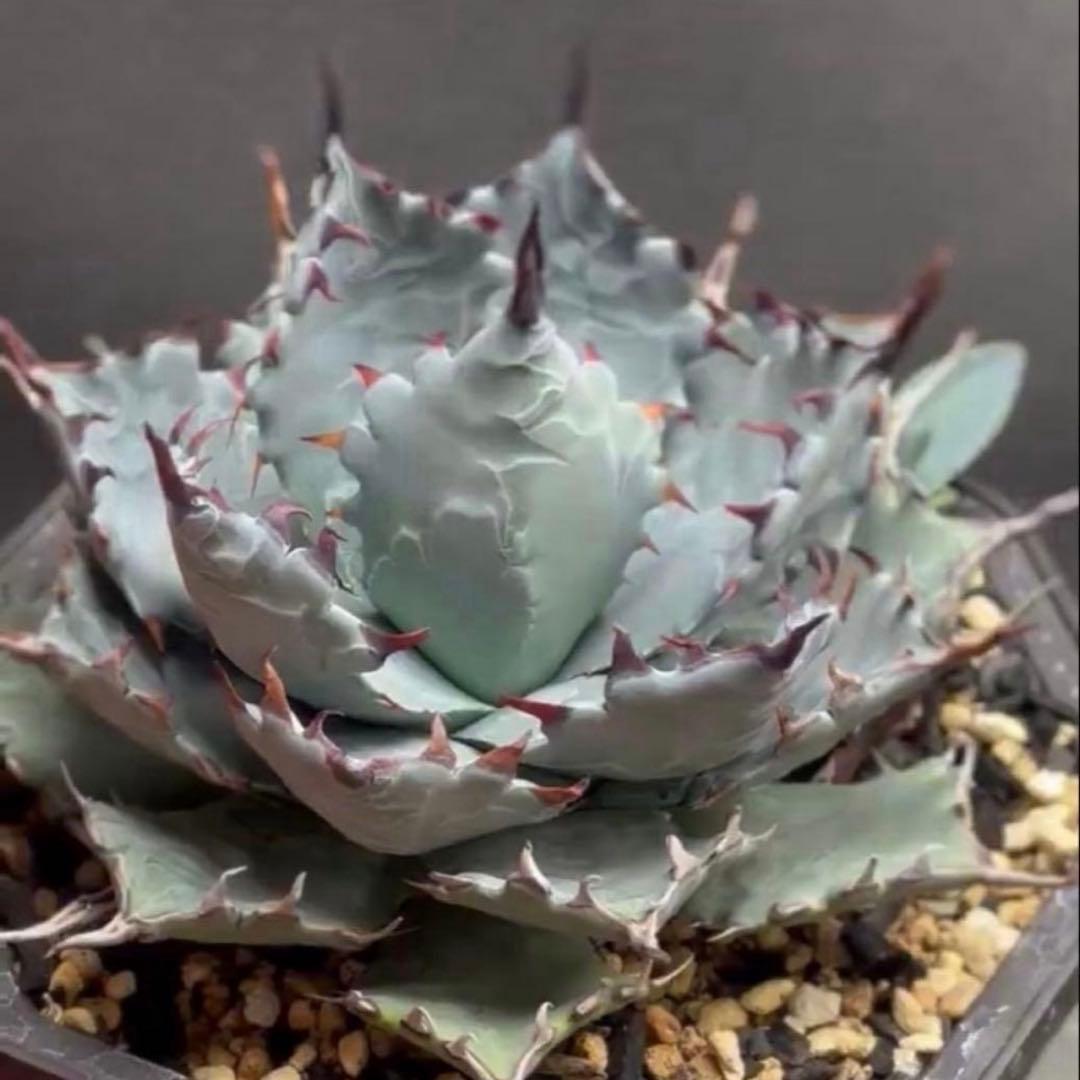 【発根株】アガベ　ハイブリッド　lize産　特白個体　甲蟹×屈原