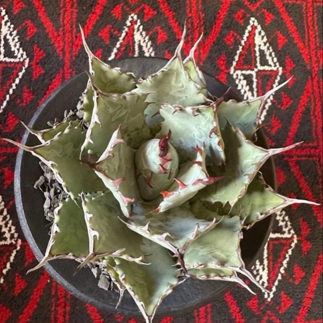 【発根株】アガベ　ハイブリッド　lize産　特白個体　甲蟹×屈原