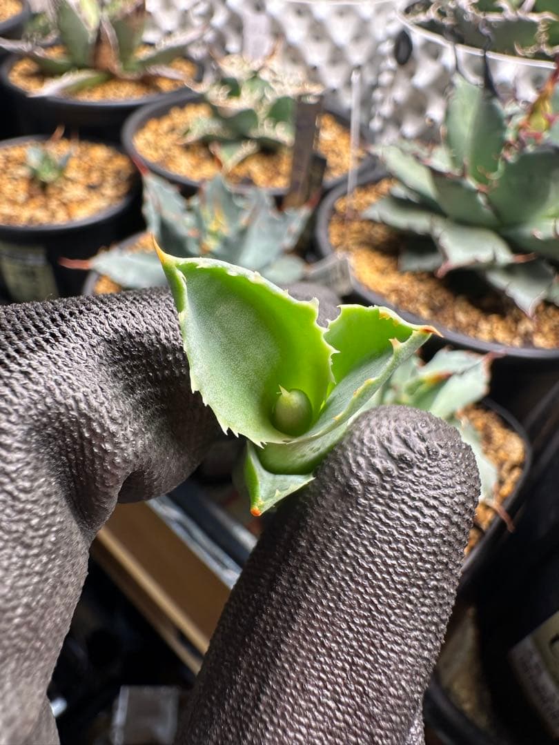 【発根株】アガベ　ハイブリッド　lize産　特白個体　甲蟹×屈原