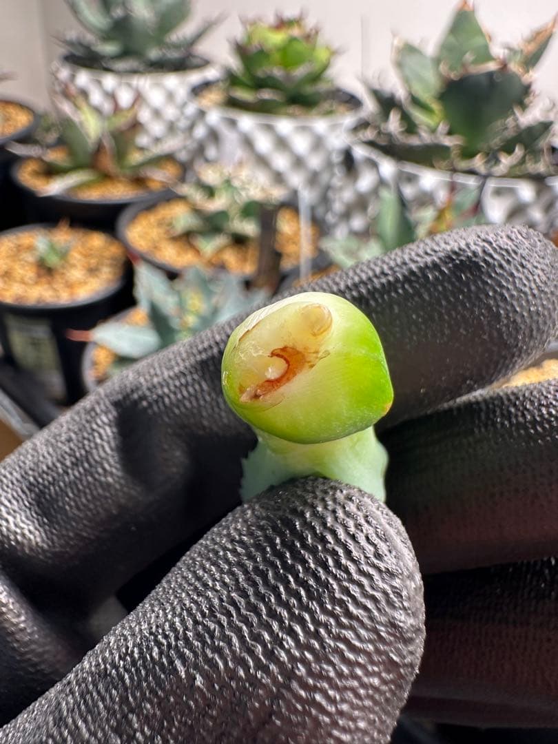 【発根株】アガベ　ハイブリッド　lize産　特白個体　甲蟹×屈原