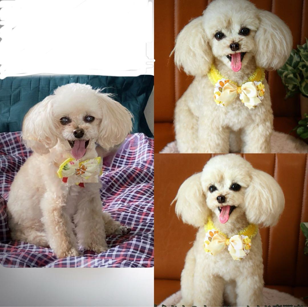 羊毛フェルト オーダー 犬 置物 ペット　愛犬さんのオーダー