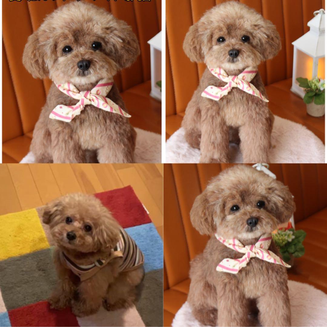 羊毛フェルト オーダー 犬 置物 ペット　愛犬さんのオーダー