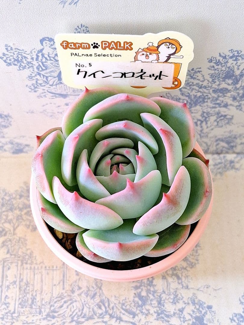 クインコロネット札付きポットごとメルカリ便ファームパルクさん苗