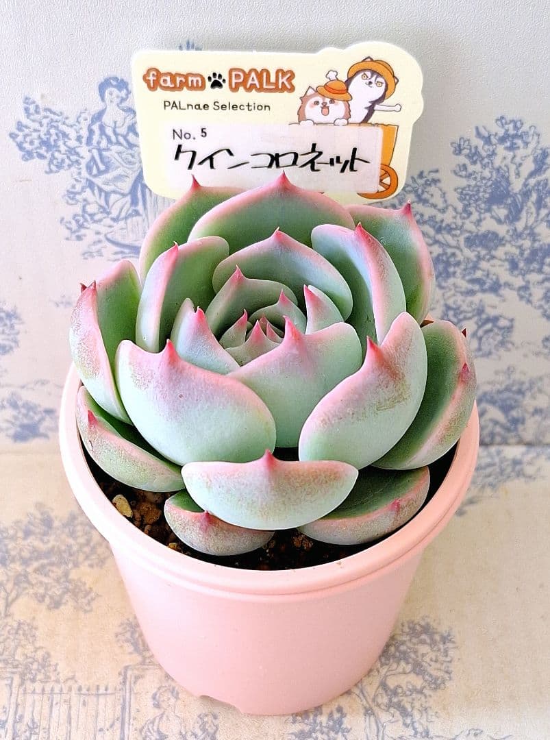 クインコロネット札付きポットごとメルカリ便ファームパルクさん苗