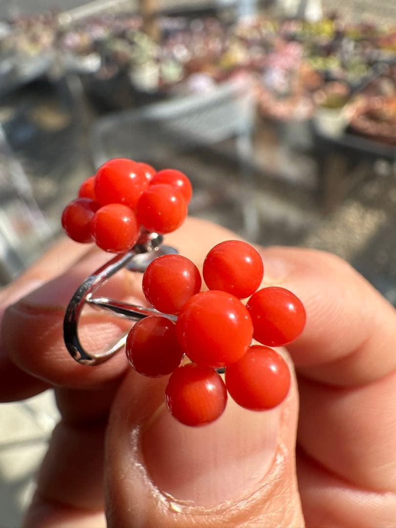 サンゴ　赤珊瑚　イヤリング　ピアス　アクセサリー　ヴィンテージ