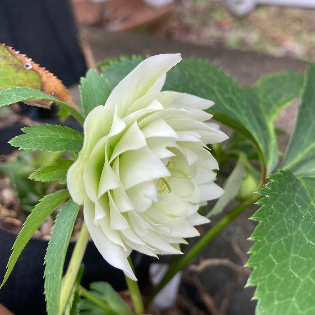 クリスマスローズ　小輪超多弁　株分け前提