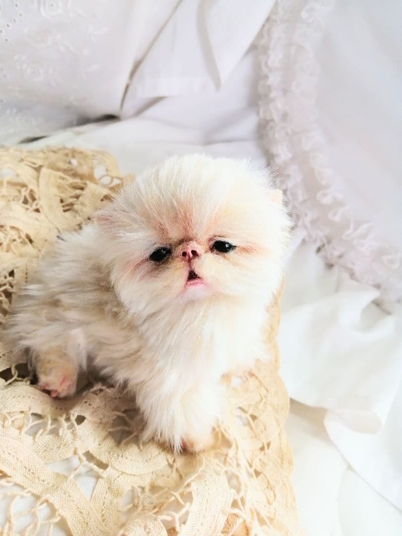 ふにゃっくた♡ベビサイズ♡子猫ちゃん♡アートドール♡ぬいぐるみ♡