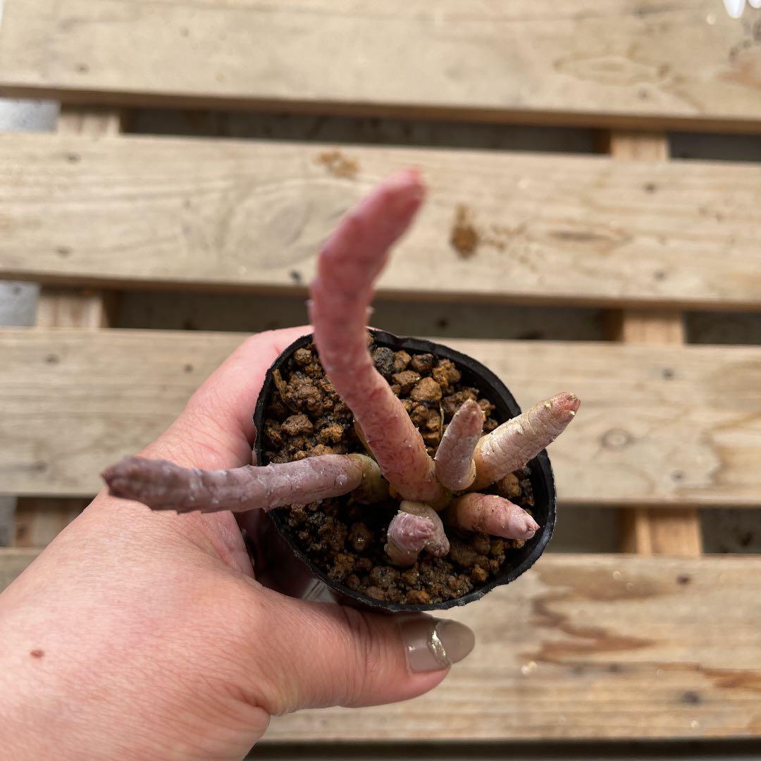 レア✨フエルニア　ヒスロピー　抜き苗