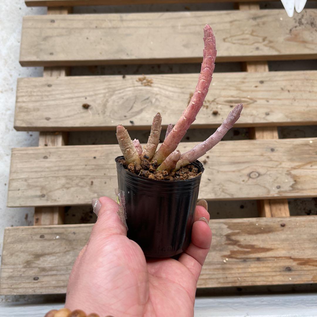 レア✨フエルニア　ヒスロピー　抜き苗