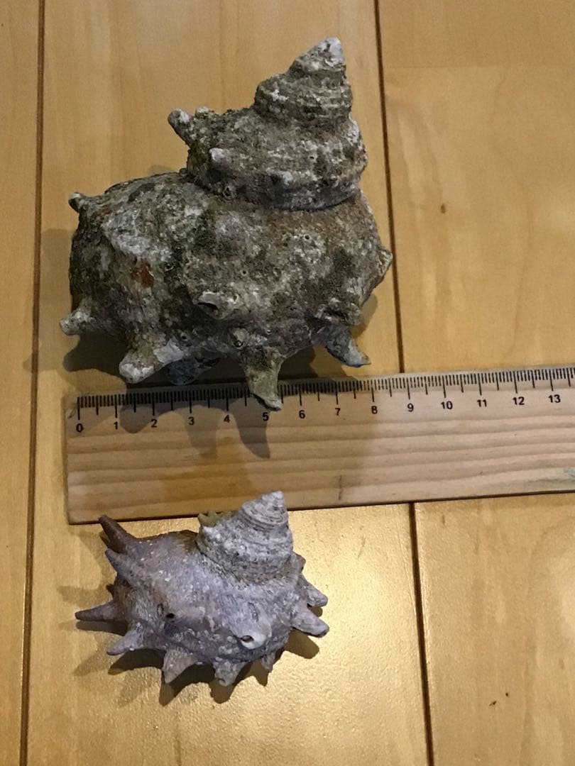 サザエ貝殻　大小ミックス　100個入