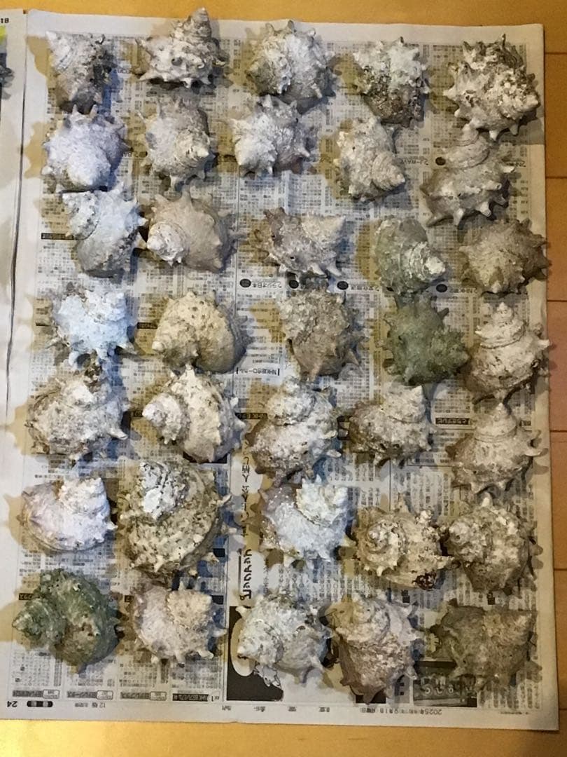 サザエ貝殻　大小ミックス　100個入