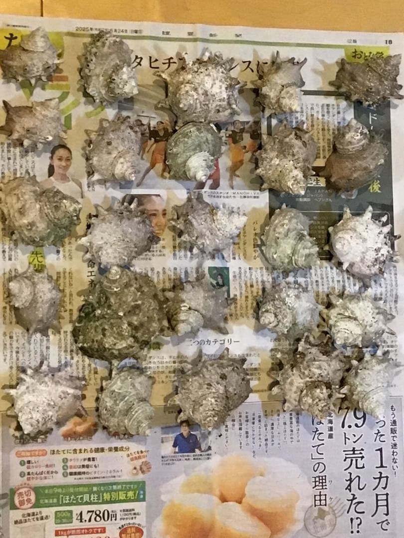 サザエ貝殻　大小ミックス　100個入