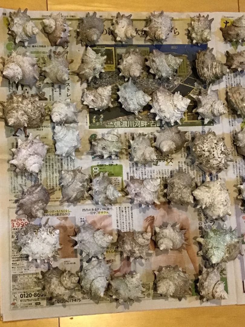 サザエ貝殻　大小ミックス　100個入