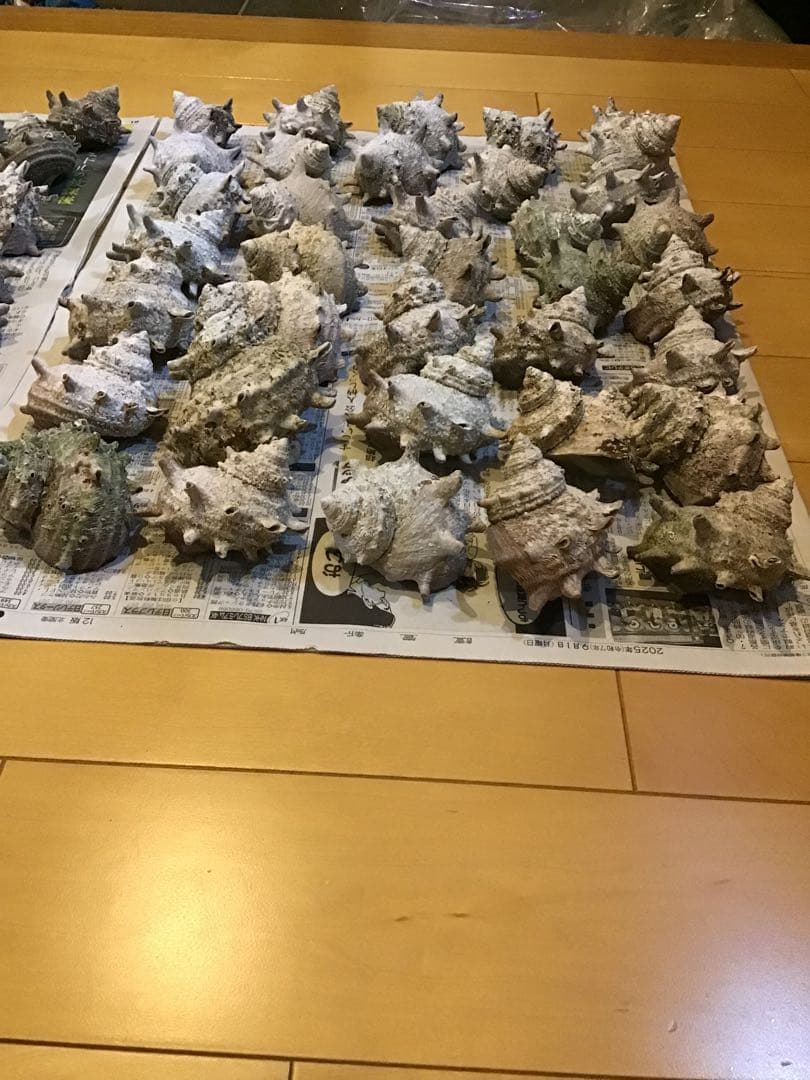 サザエ貝殻　大小ミックス　100個入