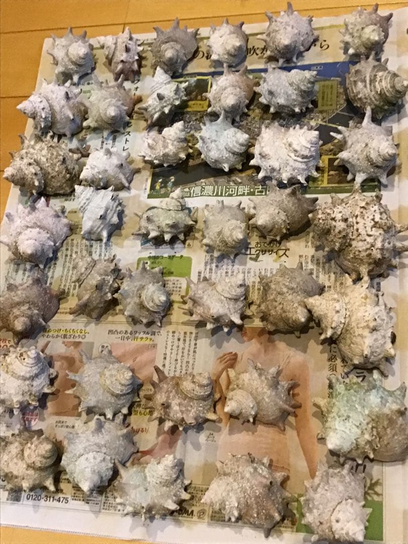 サザエ貝殻　大小ミックス　100個入