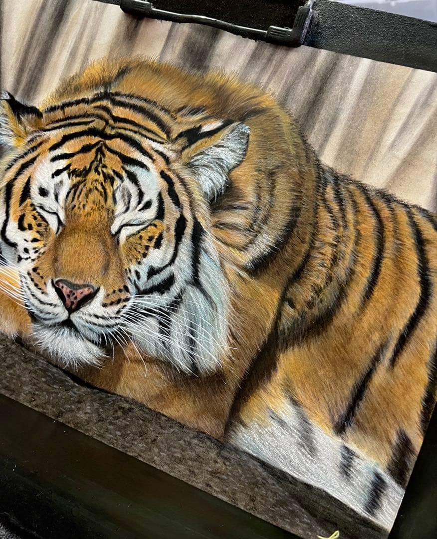 眠りの虎　色鉛筆画