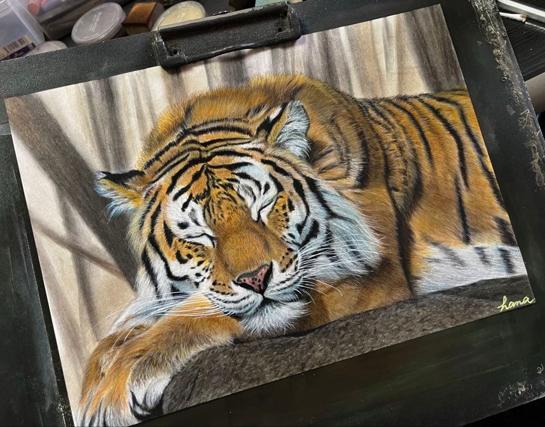 眠りの虎　色鉛筆画