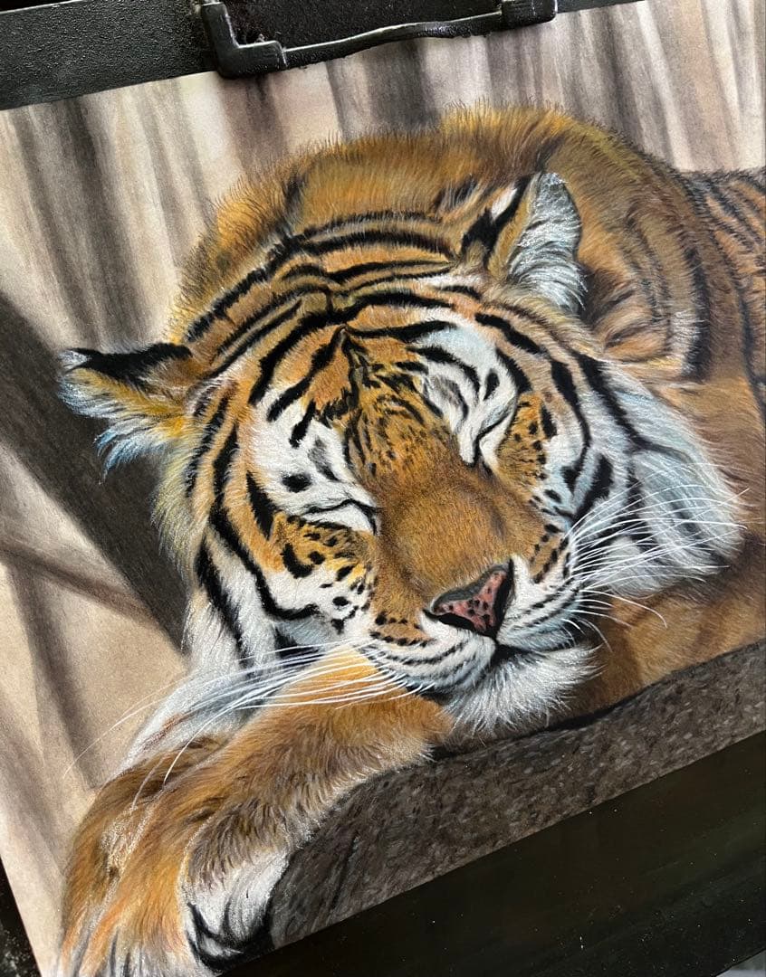眠りの虎　色鉛筆画