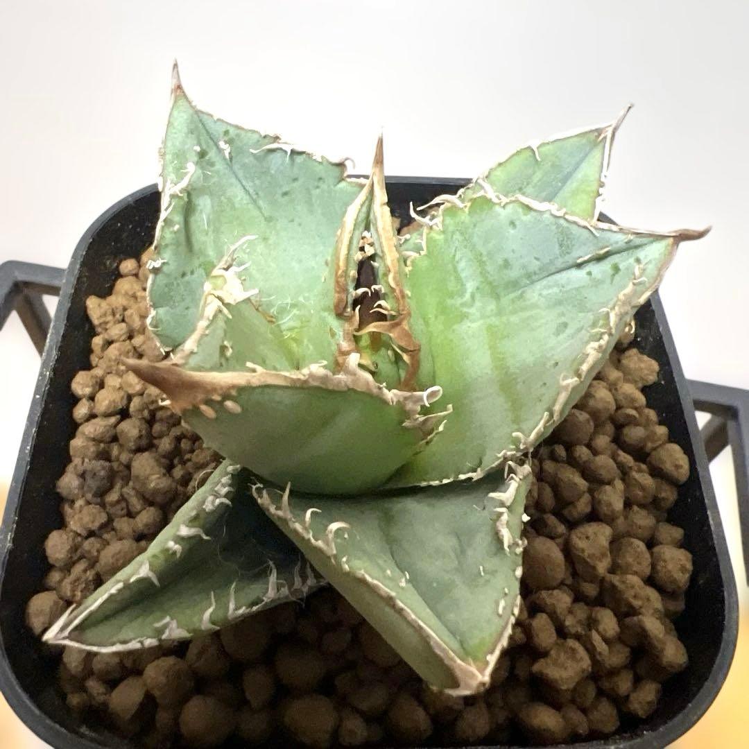 アガベ 鉢植発送 冰雹ブツブツ系 極上血統 超特選 スペシャル個体