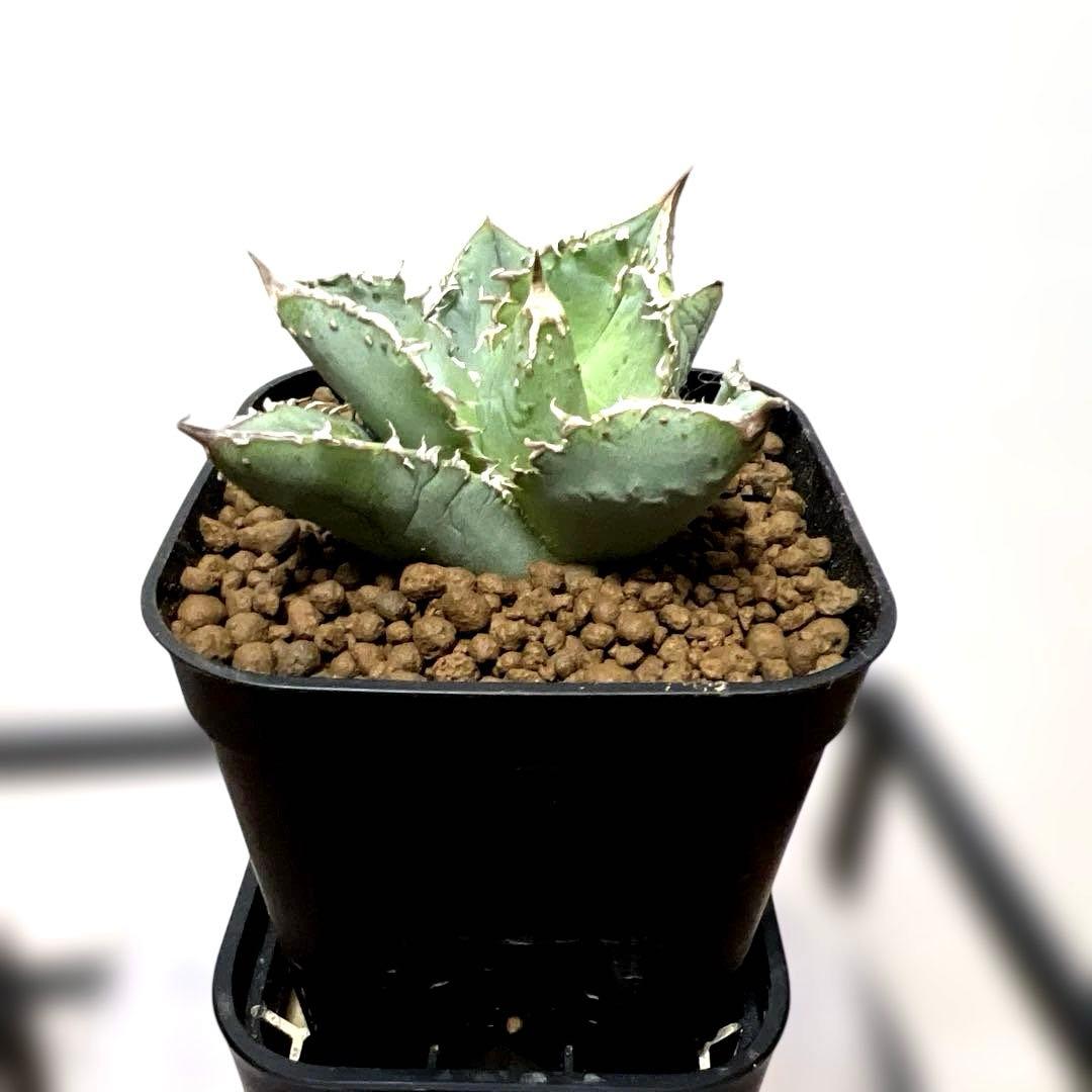 アガベ 鉢植発送 冰雹ブツブツ系 極上血統 超特選 スペシャル個体