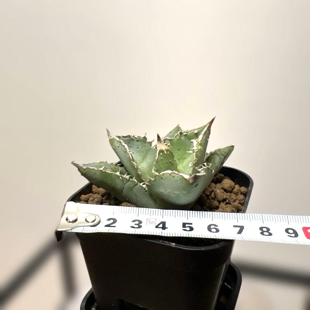 アガベ 鉢植発送 冰雹ブツブツ系 極上血統 超特選 スペシャル個体