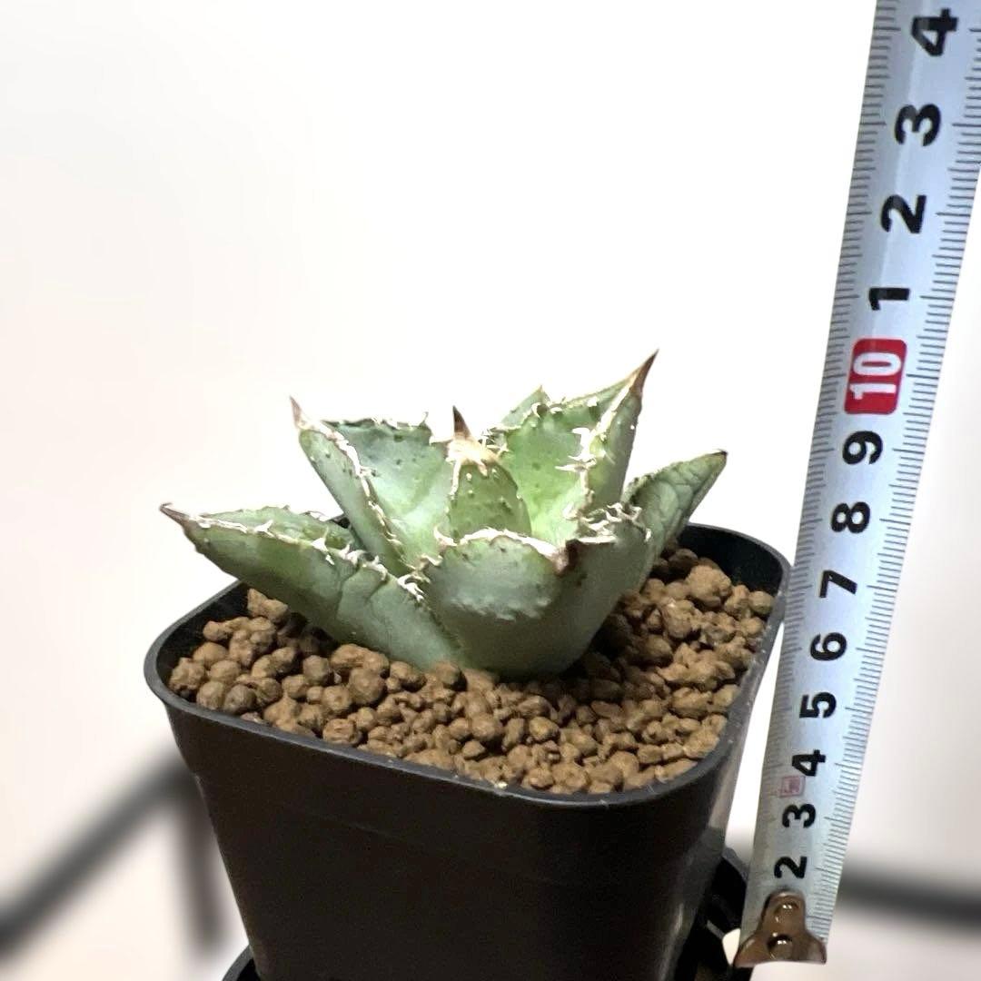 アガベ 鉢植発送 冰雹ブツブツ系 極上血統 超特選 スペシャル個体