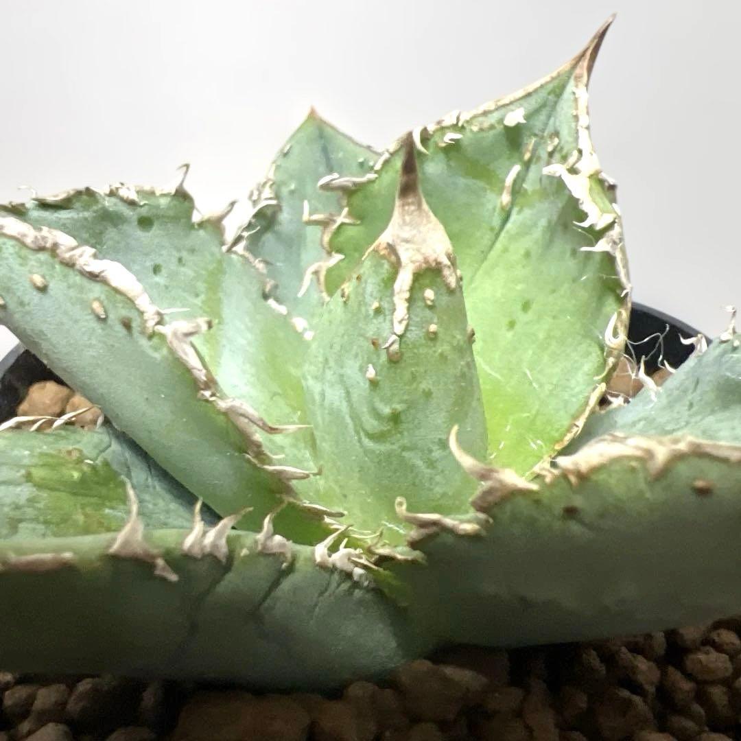 アガベ 鉢植発送 冰雹ブツブツ系 極上血統 超特選 スペシャル個体