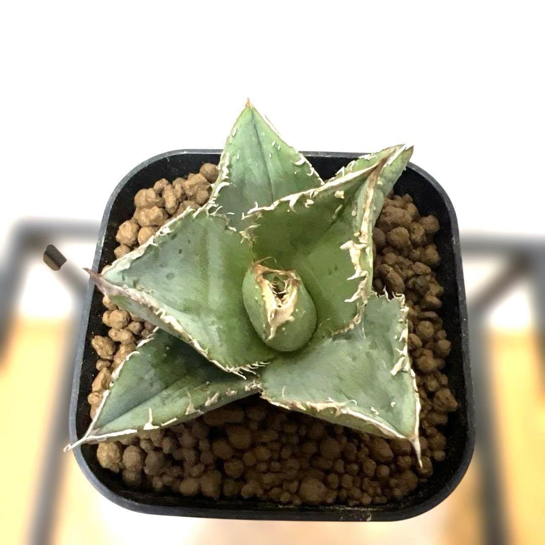 アガベ 鉢植発送 冰雹ブツブツ系 極上血統 超特選 スペシャル個体