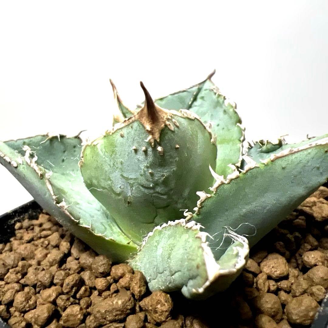 アガベ 鉢植発送 冰雹ブツブツ系 極上血統 超特選 スペシャル個体
