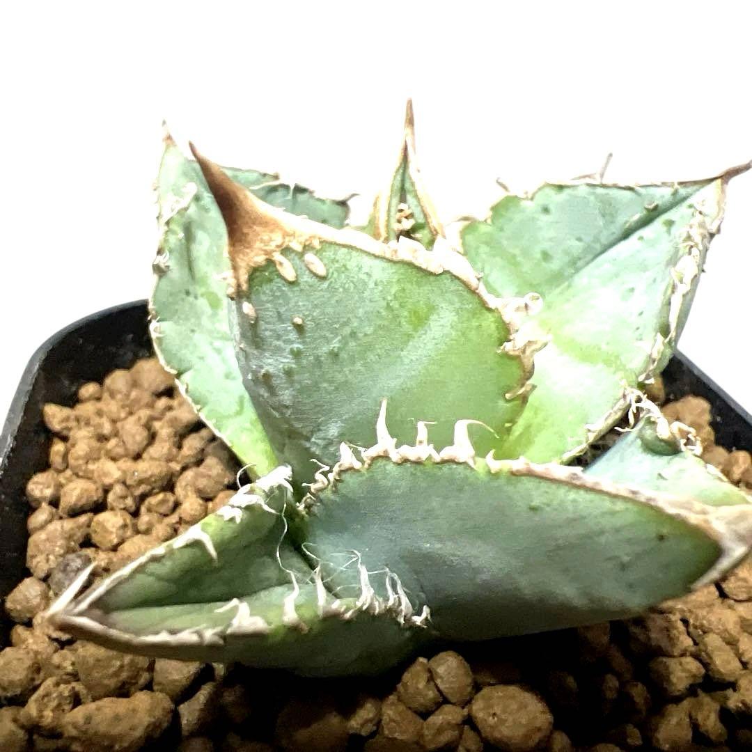アガベ 鉢植発送 冰雹ブツブツ系 極上血統 超特選 スペシャル個体