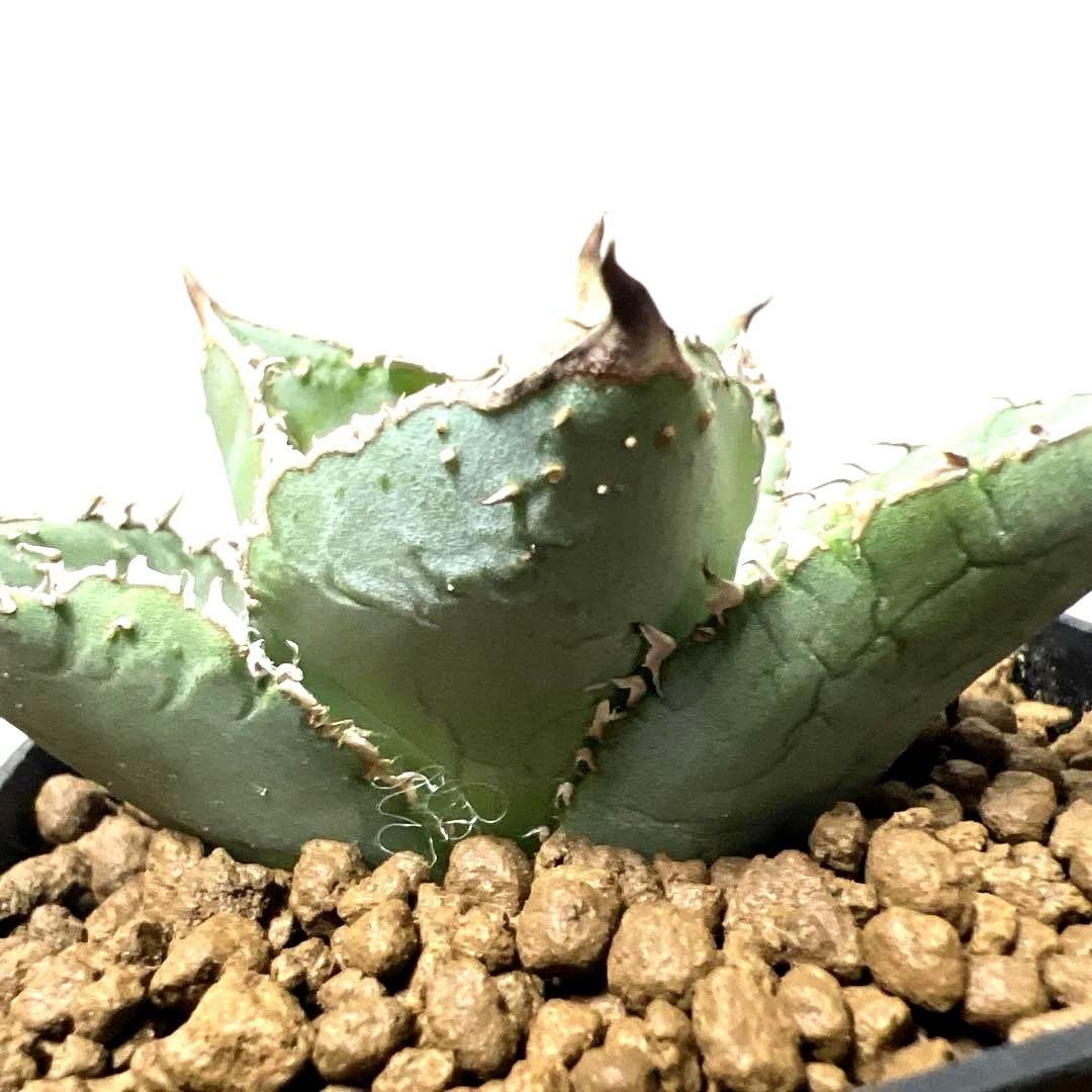 アガベ 鉢植発送 冰雹ブツブツ系 極上血統 超特選 スペシャル個体
