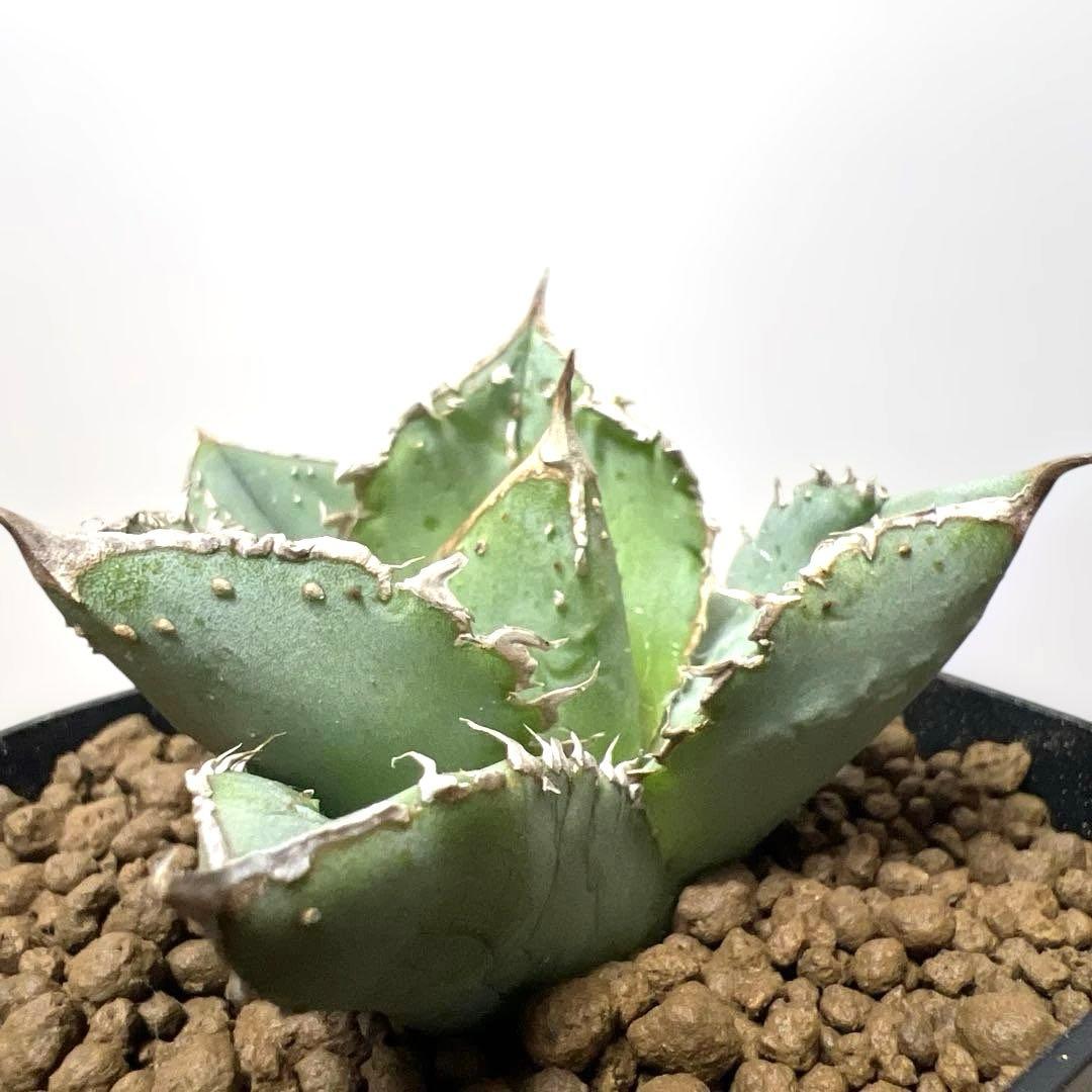 アガベ 鉢植発送 冰雹ブツブツ系 極上血統 超特選 スペシャル個体