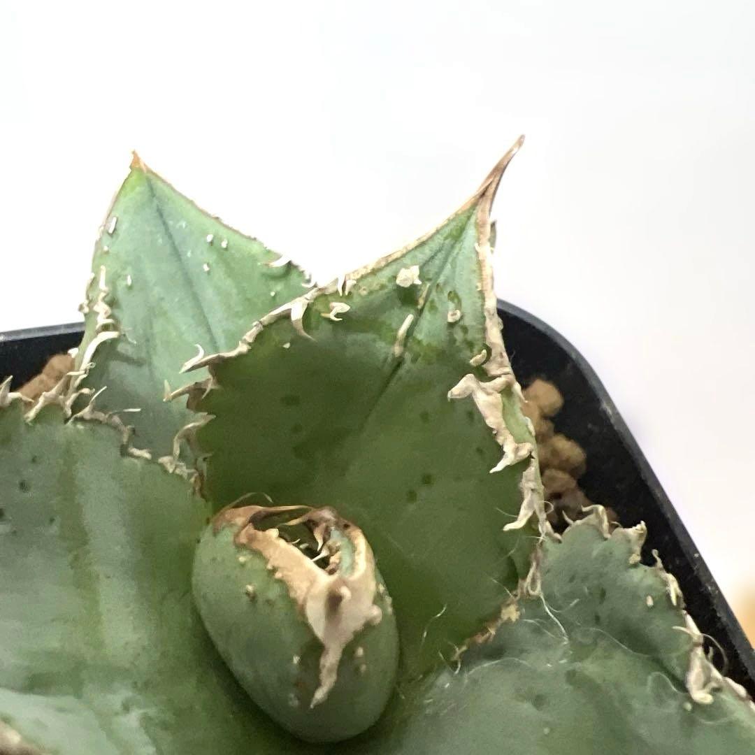 アガベ 鉢植発送 冰雹ブツブツ系 極上血統 超特選 スペシャル個体