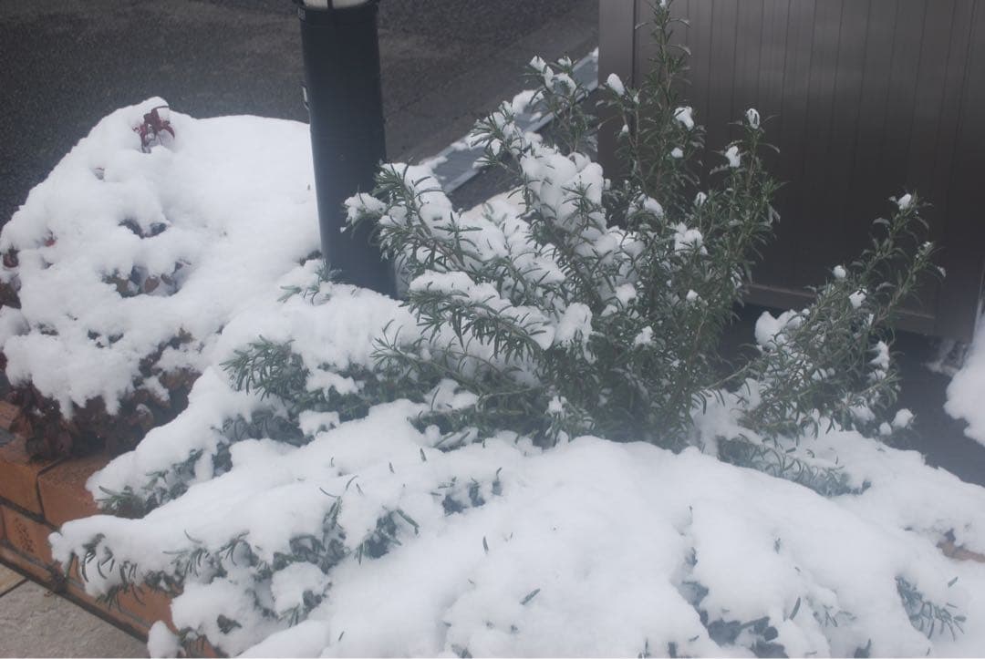 ❤️Nikon D40x❤️ダブルレンズセット　一眼レフ　ショット数新品級✨　エモ写