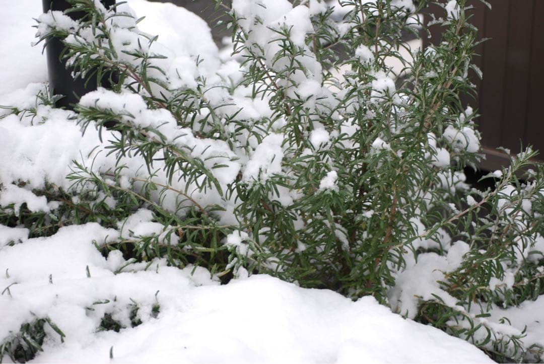 ❤️Nikon D40x❤️ダブルレンズセット　一眼レフ　ショット数新品級✨　エモ写