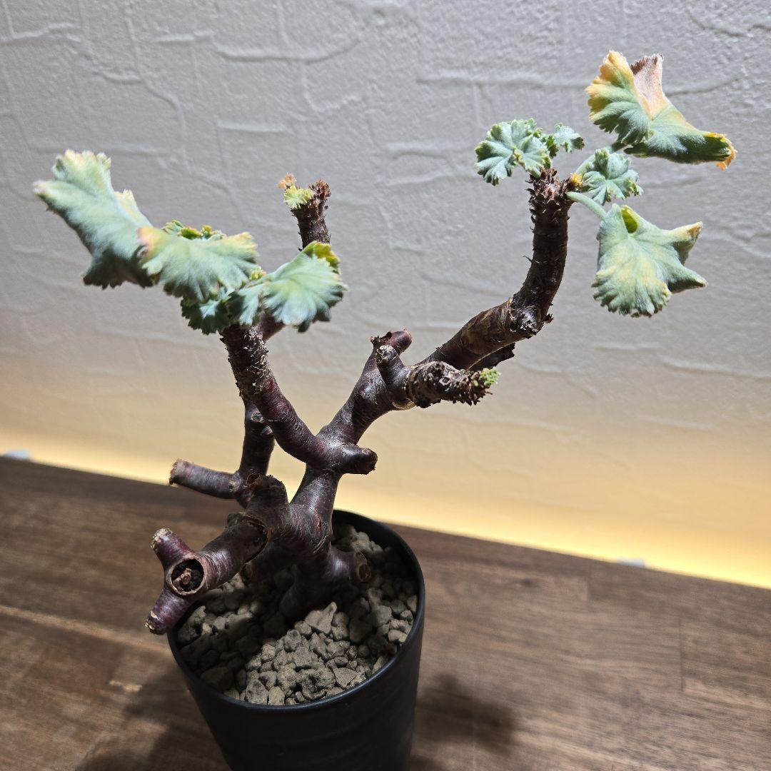 ポ*☆様 ペラルゴニウム　ミラビレ