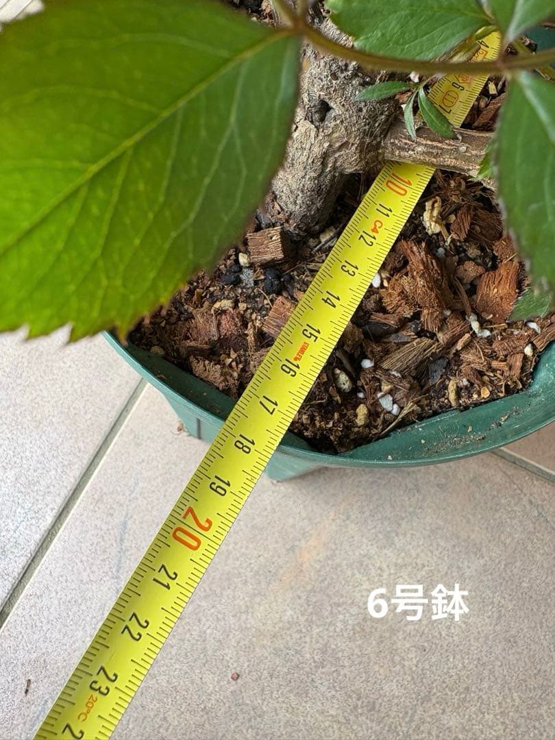 バラ苗 大苗 四季咲きロサオリエンティス エリクシル 6号鉢 良く咲く 蕾付き