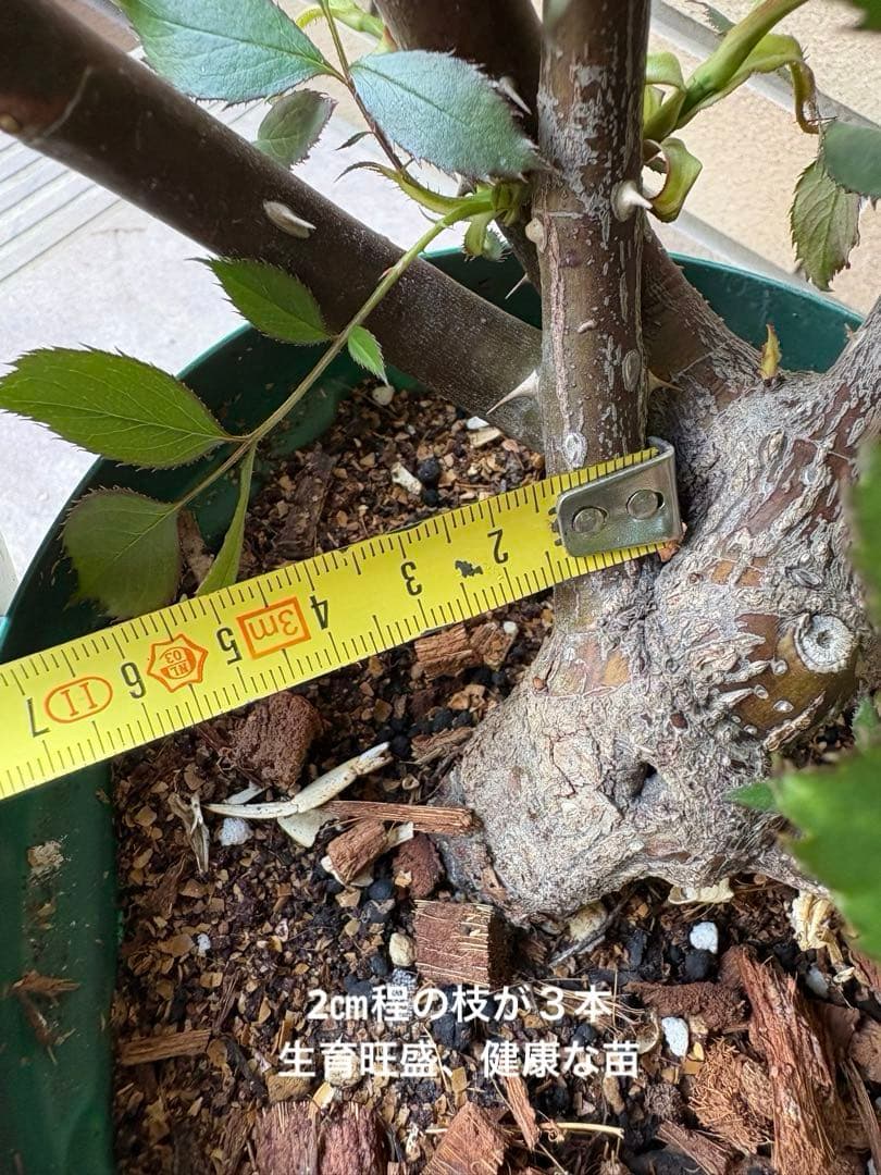 バラ苗 大苗 四季咲きロサオリエンティス エリクシル 6号鉢 良く咲く 蕾付き