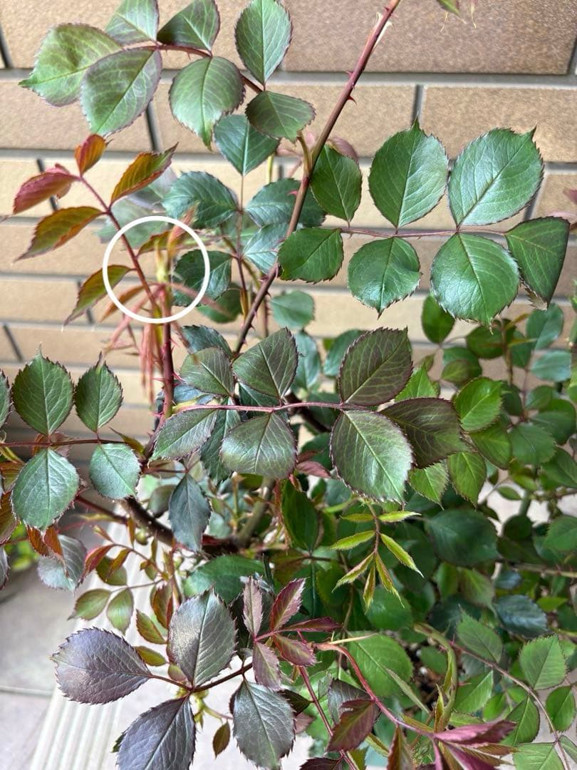 バラ苗 大苗 四季咲きロサオリエンティス エリクシル 6号鉢 良く咲く 蕾付き