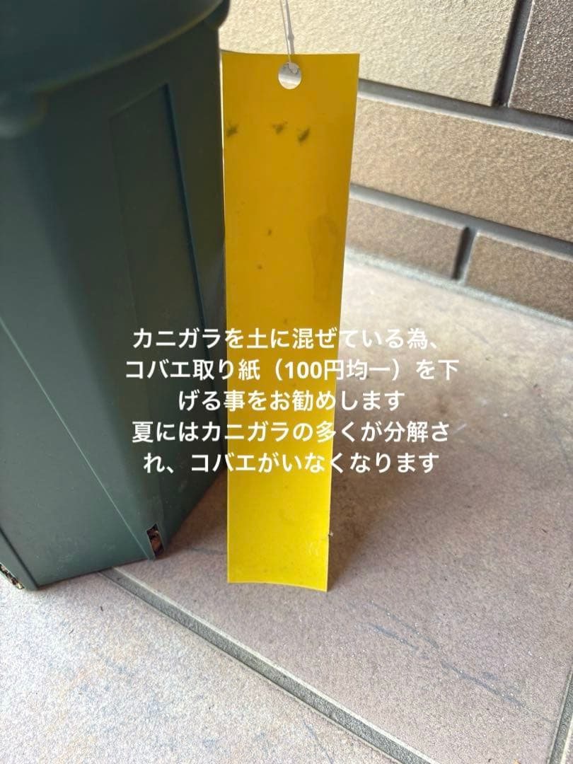 バラ苗 大苗 四季咲きロサオリエンティス エリクシル 6号鉢 良く咲く 蕾付き