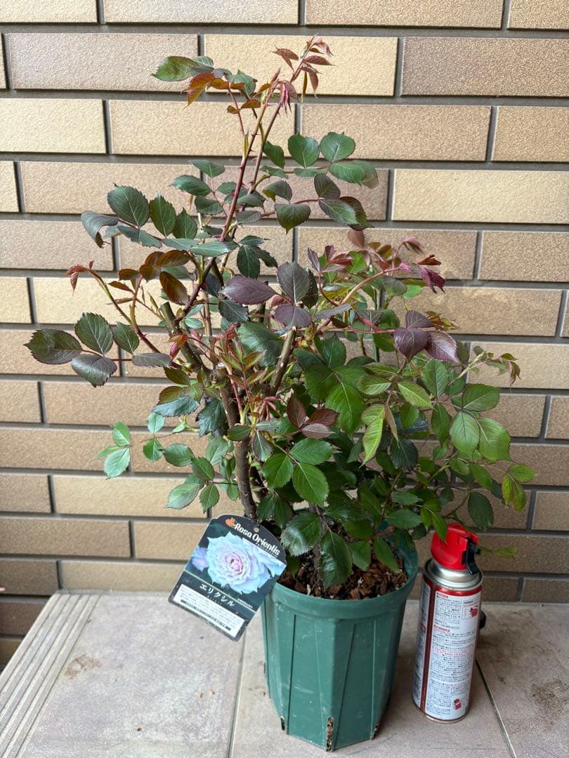 バラ苗 大苗 四季咲きロサオリエンティス エリクシル 6号鉢 良く咲く 蕾付き