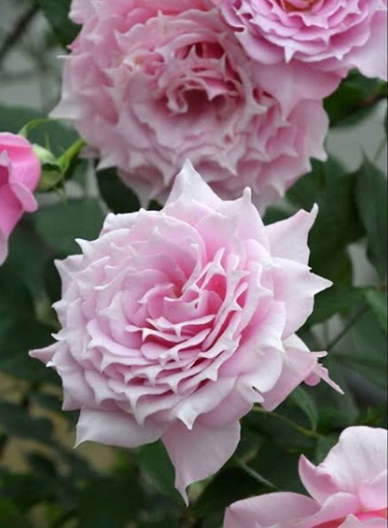 バラ苗 大苗 四季咲きロサオリエンティス エリクシル 6号鉢 良く咲く 蕾付き