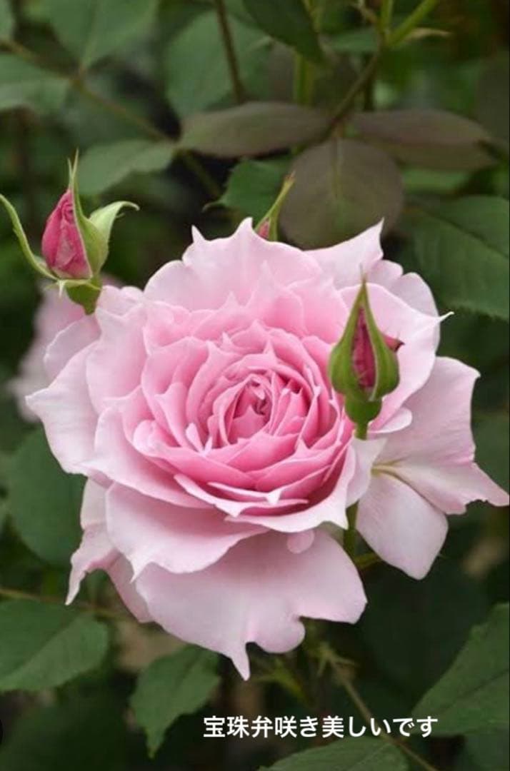 バラ苗 大苗 四季咲きロサオリエンティス エリクシル 6号鉢 良く咲く 蕾付き