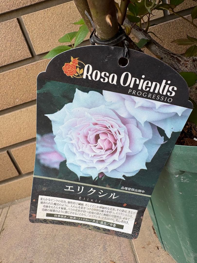 バラ苗 大苗 四季咲きロサオリエンティス エリクシル 6号鉢 良く咲く 蕾付き